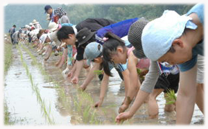 田植え